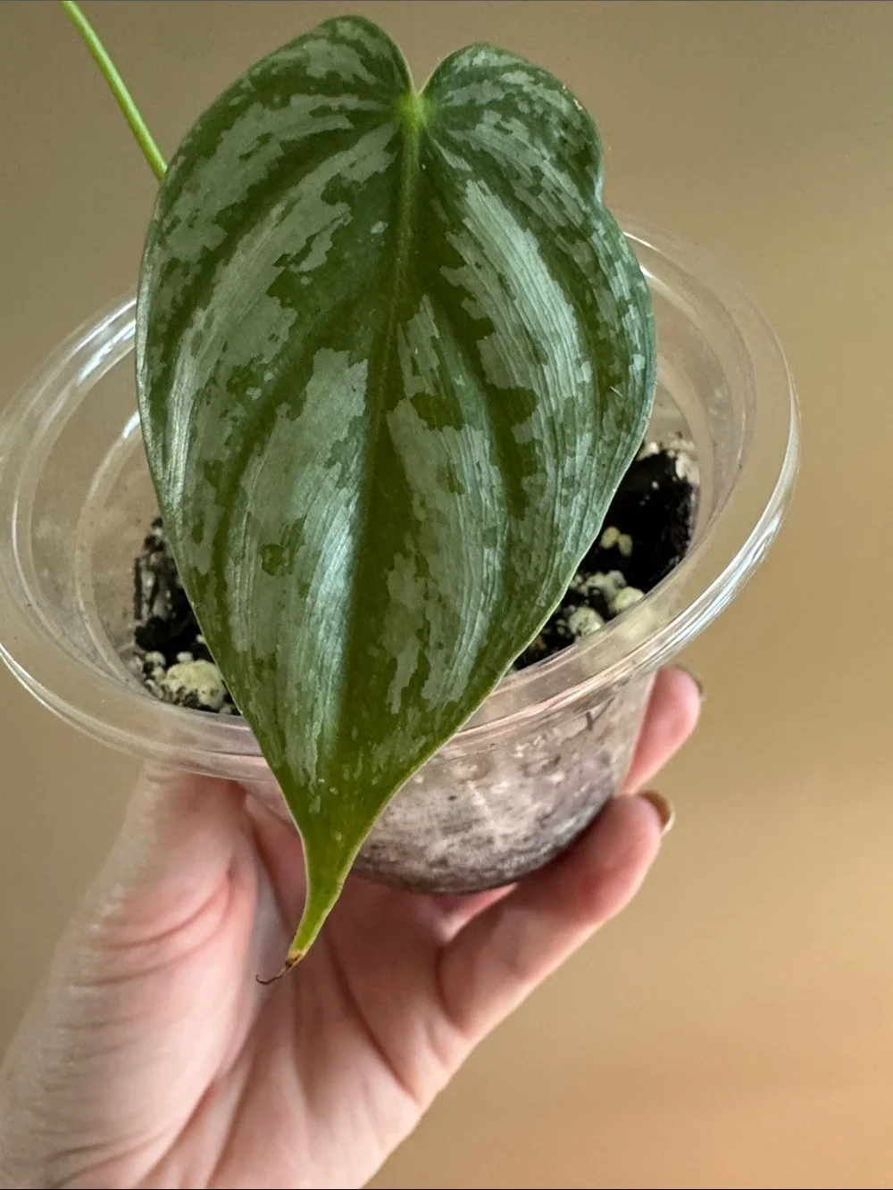 N/A healthy rooted